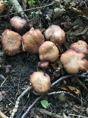 Polyporus