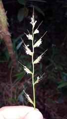 Oplismenus hirtellus