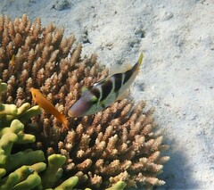 Paraluteres prionurus