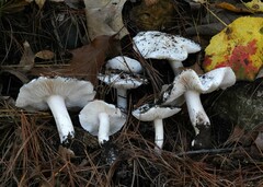 Tricholoma columbetta