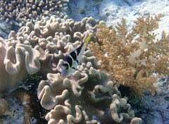 Paraluteres prionurus