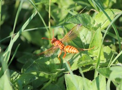 Polistes apachus texanus