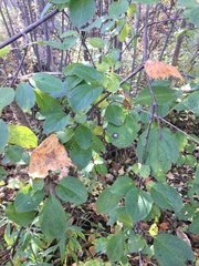 Stigmella rhamnicola