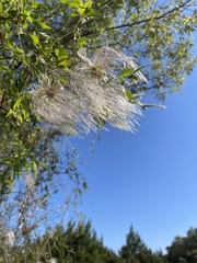 Clematis drummondii