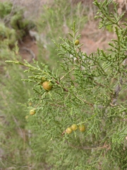 Juniperus phoenicea