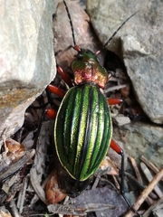 Carabus auronitens