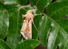 Plusiopalpa