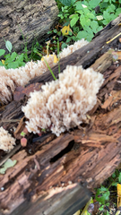 Artomyces pyxidatus