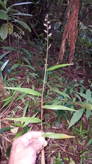 Oplismenus hirtellus