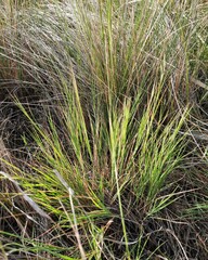 Cleistogenes squarrosa