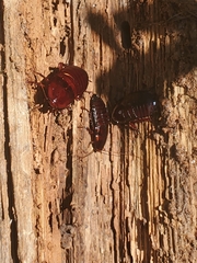 Eurycotis floridana