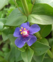 Anagallis
