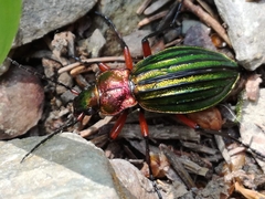 Carabus auronitens