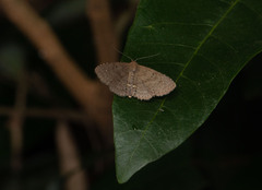 Nechesia albodentata