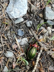Carabus auronitens