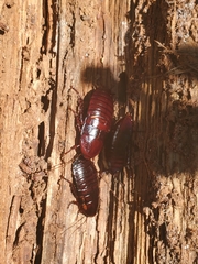 Eurycotis floridana