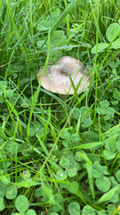 Volvopluteus gloiocephalus