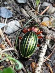 Carabus auronitens