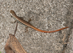 Sphenomorphus incognitus