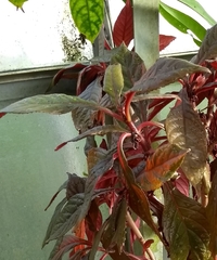 Nautilocalyx lynchii