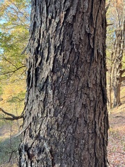 Acer rubrum rubrum