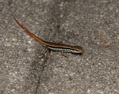 Sphenomorphus incognitus