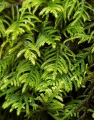 Hyocomium armoricum