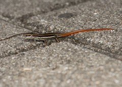 Sphenomorphus incognitus