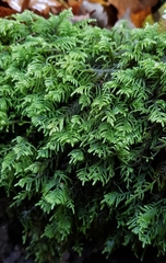 Hyocomium armoricum