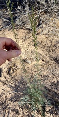 Artemisia campestris