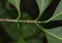 Tabernaemontana orientalis