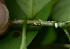 Tabernaemontana orientalis