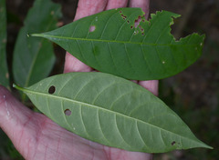 Tabernaemontana orientalis