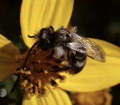Andrena