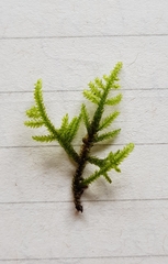 Hyocomium armoricum