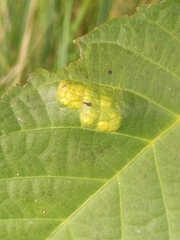 Aceria erinea