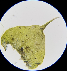 Hyocomium armoricum