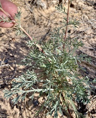 Artemisia campestris