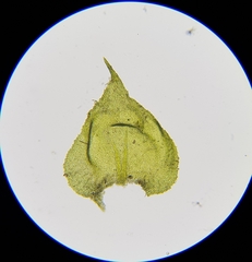 Hyocomium armoricum