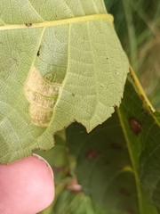 Aceria erinea