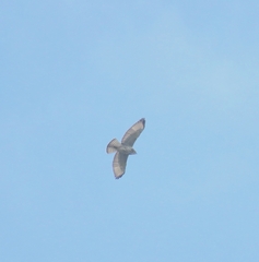 Buteo platypterus
