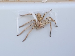 Eusparassus laevatus