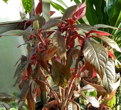 Nautilocalyx lynchii