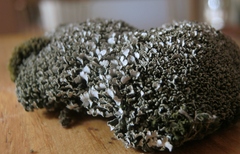 Cladonia strepsilis