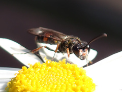 Cerceris concinna