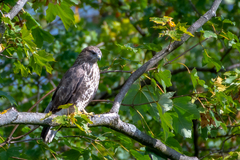 Buteo buteo buteo