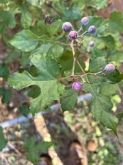 Ampelopsis glandulosa