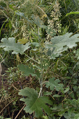 Macleaya cordata