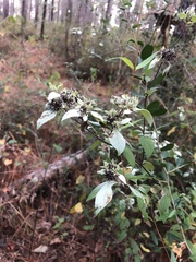 Pycnanthemum albescens