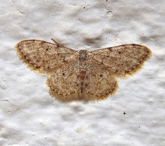 Idaea cervantaria